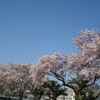 しだれ桜まつり