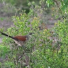 White-browed Coucal マミジロバンケン