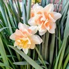 2026 春の花
