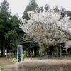【茨城町】大戸の桜・・