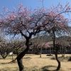 備前市 備前焼ギャラリー山麓窯の梅&#127800;