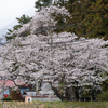 桜は満開