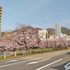 生田川の桜