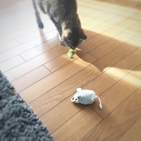 猫が洗面台でトイレをしてしまった時の対処法 新しいことを少しずつ 猫が洗面台でトイレをしてしまった時の対処法 新しいことを少しずつ