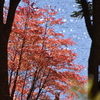 池と苔と紅葉のﾃﾝﾄﾗｲﾌ…白駒池