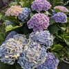 紫陽花日和　―うちの庭から―