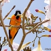 ベリーズ　ポウイの木に集まる Baltimore Oriole（ボルチモア　オリオール） 