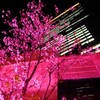 夜桜