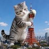 東京タワーと遊ぶ猫
