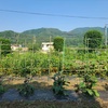 熱い夏日・里芋除草