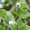 花が花として在る世に