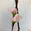 啓扇桜（けいおうざくら）と花の影響力
