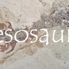 メソサウルスの化石：Mesosaurus