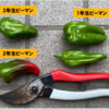 雨上がりの朝、ピーマン3兄弟を収穫