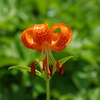 白山高山植物園「クルマユリ」