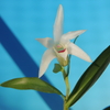 Dendrobium　Natsuhiboshi（夏日星）