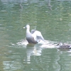 公園の池で羽ばたくカルガモの撮影に成功しました！