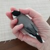 ベタ慣れ文鳥とは？