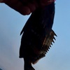 昨日はあまり良くなくて…な、根魚釣り。