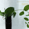 スイカズラ、忍冬、ハニーサックル　honeysuckle