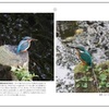 山の自然学カレンダー2022　5月・神田川のカワセミ