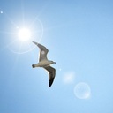 海の鳥