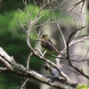 上高地探鳥キャンプ