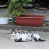 能登の親子猫　地震の前