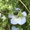 ヒラタアオコガネがネモフィラの花粉まみれに