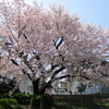 桜は来年も再来年もさきます