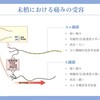 慢性難治性疼痛に対する脊髄刺激療法を科学する４