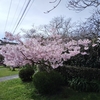春だー、桜だー、春の嵐だー