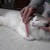 ブラッシングのときにおかしな動きをする猫