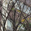 子福桜が咲いている