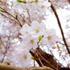 【GR】桜が咲くとワクワクしない？我慢できないから写真を撮ってきたよ！