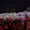 黒磯公園の夜桜を観に行く