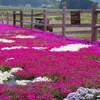 2018年「なかうみの里」芝桜