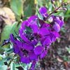 ホソバアンゲロンソウ(アンゲロニア)の花