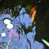 池の楽しみ・・・金魚たち