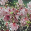 【春のおすすめ曲】夜桜をみて、スピッツの＂春の歌＂を思い出しました♪