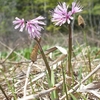 駒止湿原　いろいろな花