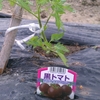 2013-04-20 夏野菜の植え付け