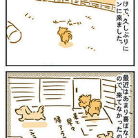 【犬漫画】久しぶりのドッグランでダッシュ
