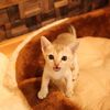 生後１ヵ月とは思えない小ささ☆シンガプーラの仔猫ちゃん(^o^)