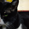 猫は飼い主に似る