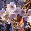 町田も桜が咲きだした