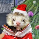 ferret traveler’s diary