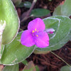 (229) Tradescantia sillamontana