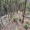 続百名城　芥川山城 (159・大阪府高槻市) 1/2-三好政権の首都　東、中央曲輪群へ