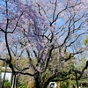 六義園のしだれ桜